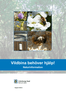 Vildbina behöver hjälp