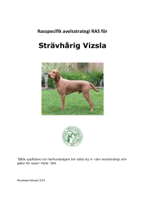Strävhårig Vizsla - Svenska vorstehklubben