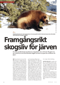 Den lilla nyetablerade järvpopulationen i skogslandet växer och