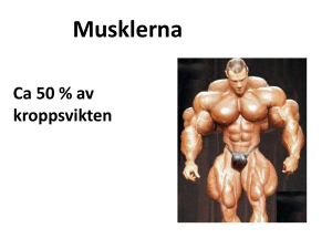 Musklerna Ca 50 % av kroppsvikten