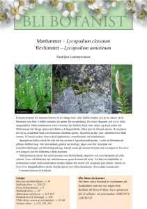 Mattlummer – Lycopodium clavatum Revlummer – Lycopodium