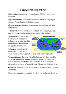 Ekosystem regnskog