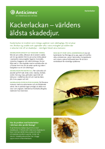 Faktablad Kackerlacka