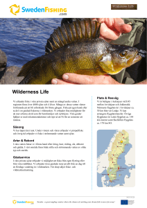 Wilderness Life - Sweden fishing