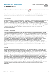 Macrogastra ventricosa - bukspolsnacka - 101258