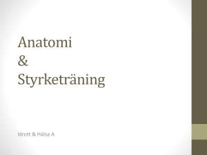 Anatomi - Edstromska