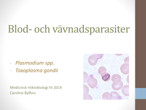 Blodprotozoer * Plasmodium spp. I