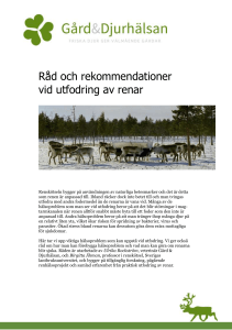 Råd och rekommendationer vid utfodring av renar