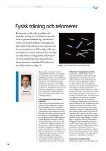 Fysisk träning och telomerer - Centrum för idrottsforskning