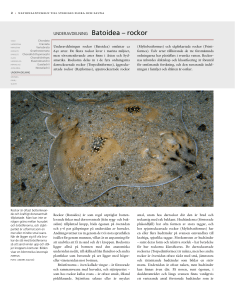UNDERAVDELNING Batoidea – rockor
