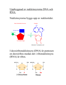 Uppbyggnad av nukleinsyrorna DNA och RNA