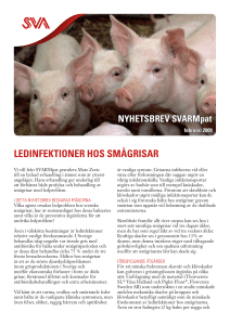 LEDINFEKTIONER HOS SMÅGRISAR