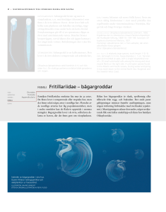 FAMILJ Fritillariidae – bägargroddar
