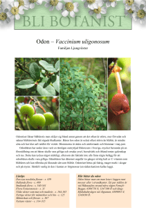 Odon – Vaccinium uligonosum