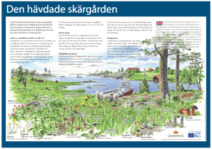 Ljudet av bräkande får blandas med en