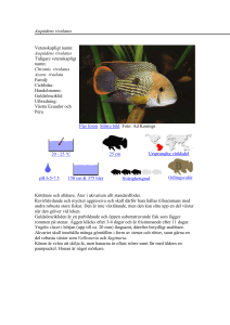 Aequidens rivulatus