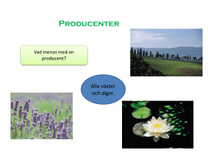 Bild 1 - WordPress.com