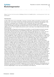 Syllidae - muskelmagsmaskar - 2000492