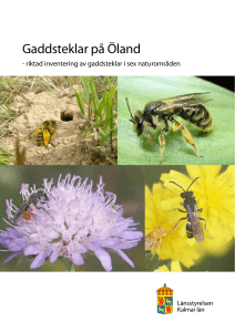 Gaddsteklar på Öland