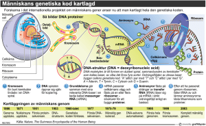 Människans genetiska kod kartlagd
