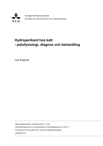 Hydroperikard hos katt - patofysiologi, diagnos och behandling