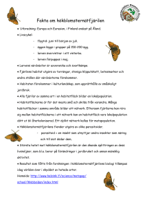 Fakta om hökblomsternätfjärilen