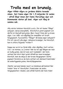 Trolla med en brunalg