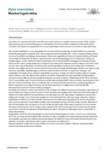 Hyas coarctatus - maskeringskrabba - 102847