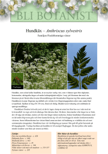 Hundkäx – Anthriscus sylvestris