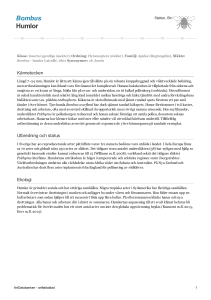 Bombus - humlor - 1005547