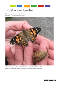 Forska om fjärilar