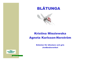 BLÅTUNGA