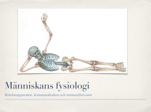 Fysiologi 4