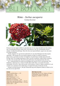 Rönn – Sorbus aucuparia
