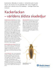 Kackerlackan