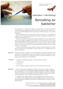 Renodling av bakterier - Nationellt resurscentrum för biologi och