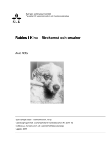 Rabies i Kina – förekomst och orsaker