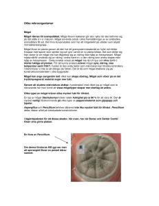 Olika mikroorganismer