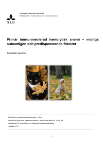 Primär immunmedierad hemolytisk anemi – möjliga autoantigen och