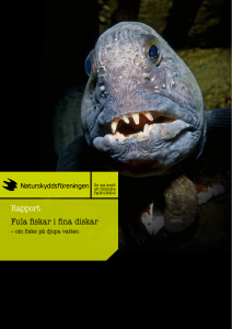Rapport Fula fiskar i fina diskar