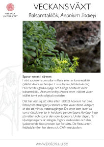 Aeonium lindleyi, balsamtaklök
