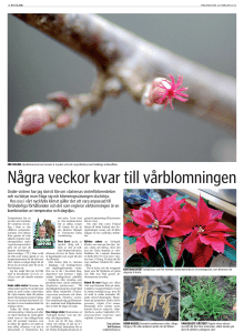 Några veckor kvar till vårblomningen