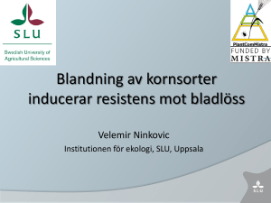 Blandning av kornsorter, inducerad resistens mot