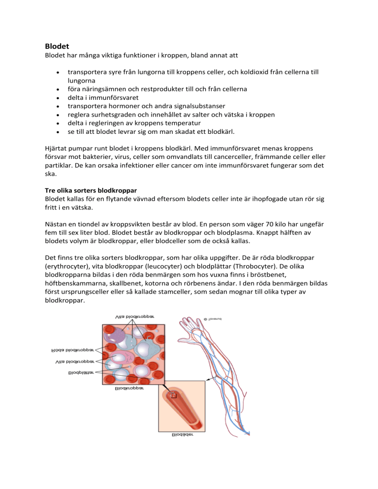Hur Många Liter Blod Finns I Kroppen Hos En Vuxen