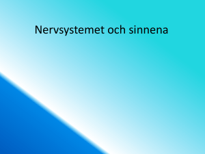 Nervsystemet och sinnena