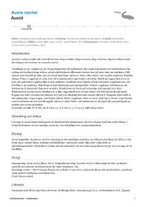 Auxis rochei - auxid - 206238