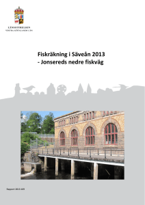 Fiskräkning i Säveån 2013 - Jonsereds nedre