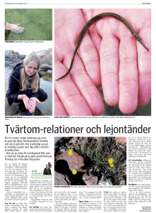 Tvärtom-relationer och lejontänder