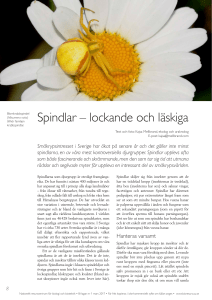 Spindlar – lockande och läskiga - Nationellt resurscentrum för