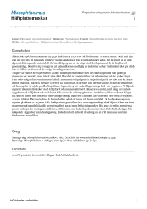 Microphthalmus - haftplattemaskar - 1007365